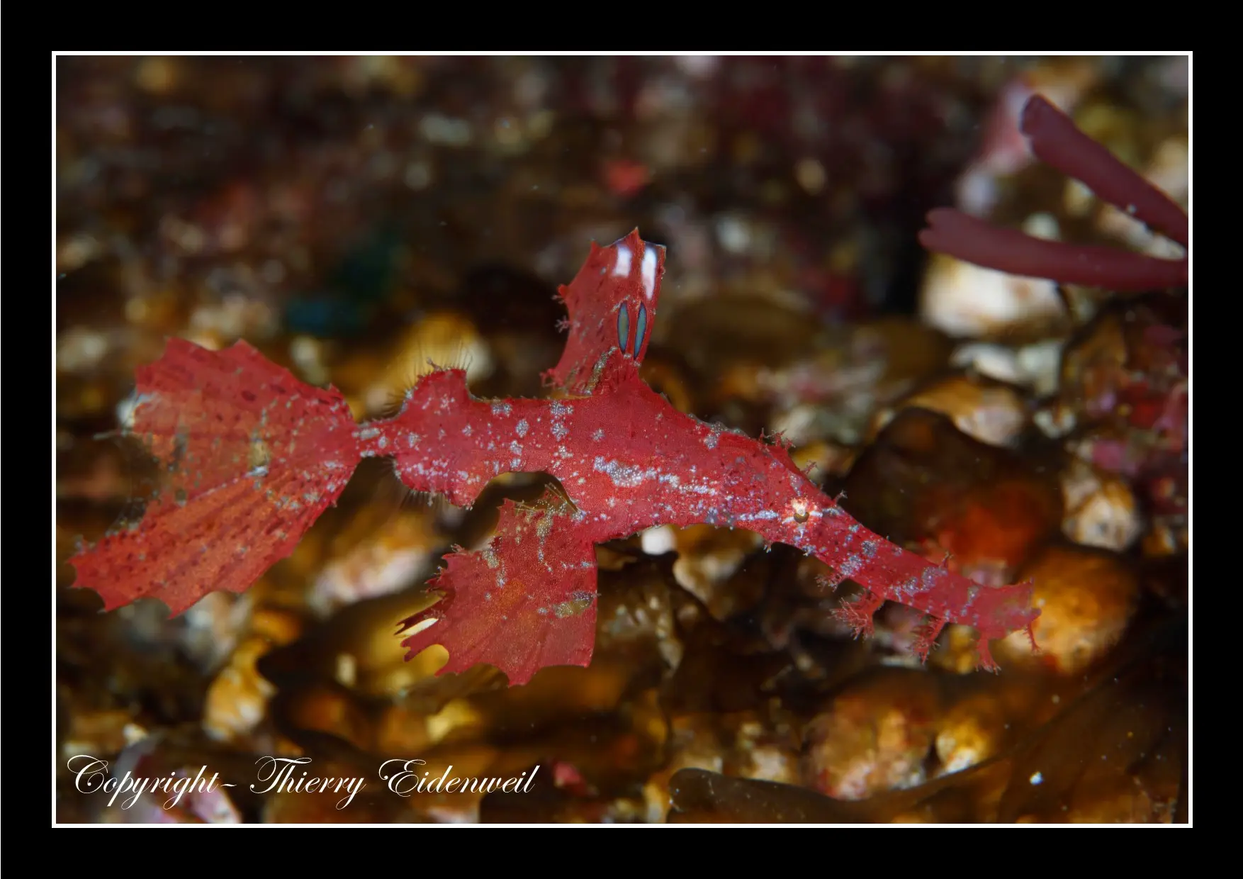 Anilao Macro Dive Media Highlight